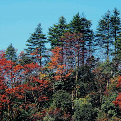 金佛山西坡天气预报最新及旅游攻略