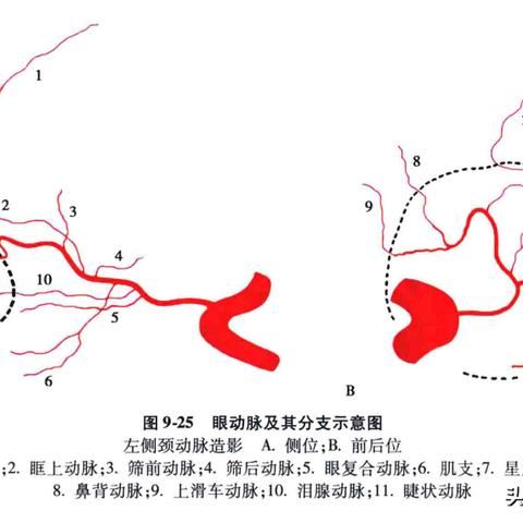 脑与神经疾病杂志|绝对经典解释落实